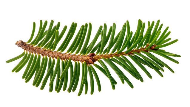 Isolated evergreen spruce tree branch with lush green needles for winter holiday decor