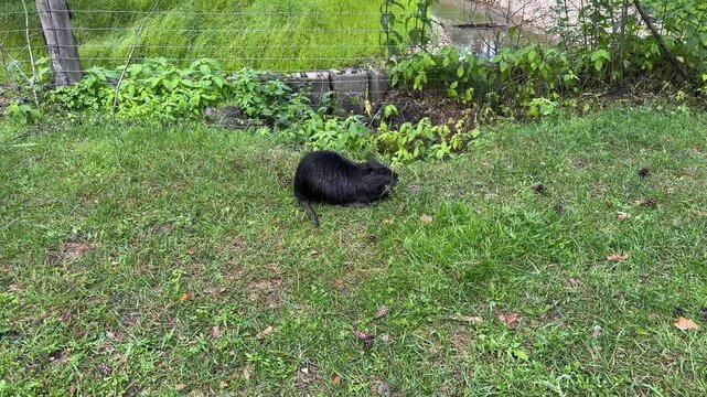A black nutria rests in the green grass near a pond fence, a semi-aquatic rodent beaver in a wildlife park