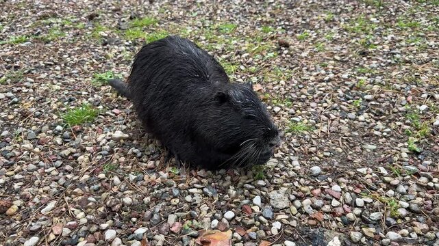 Close-up of black nutria on gravel surface, semi-aquatic beaver with wet fur in open zoo