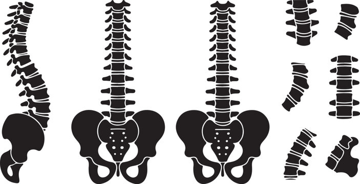 Human spine and pelvis with vertebrae illustrations