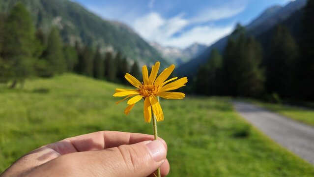 arnica montagna benessere crema arnica 