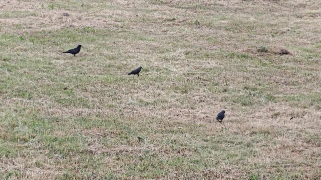 Three black birds, possibly crows or rooks, are seen diligently foraging and pecking for food in a vast, open field of dry and green grass on a bright, peaceful day in the countryside, showcasing
