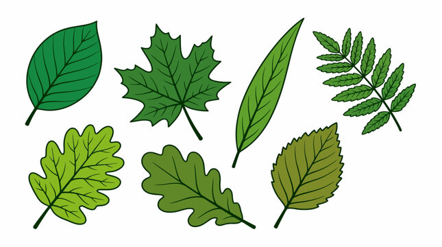 Collection of diverse green leaves in different shapes for nature design