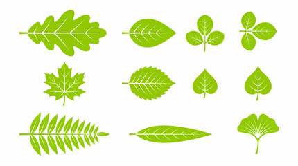 Green leaf icons set including oak maple fern ginkgo and clover foliage shapes © Tulippp