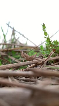 Small plant grows among dry twigs