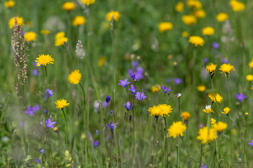 Fototapeta premium Wildflower meadow with yellow dandelions and purple blooms in soft sunlight
