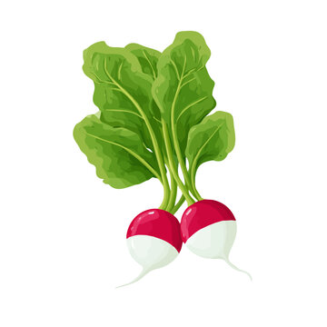 A simple and modern flat 2D vector of a Radish, isolated on a pure white background.