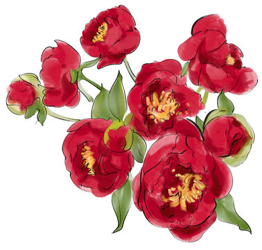 Hand drawn burgundy peony flowers botanical clipart. isolated PNG