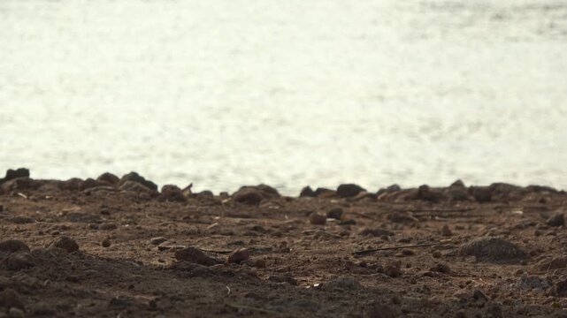 A low-angle, close-up steady shot of dark, coarse sand and soil on a riverbank. 