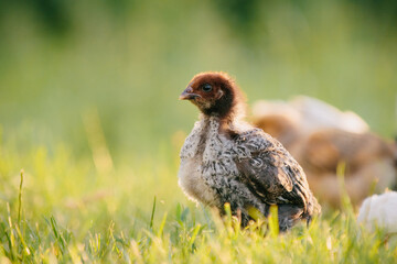 Fototapeta premium Young chick standing in green grass on rural farm