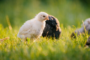 Fototapeta premium White chick walking on green grass farm yard