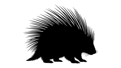 Silhouette of a Porcupine: A striking black silhouette of a porcupine stands defensively, its quills prominently displayed against a clean white background, highlighting its unique defensive posture. © Mf