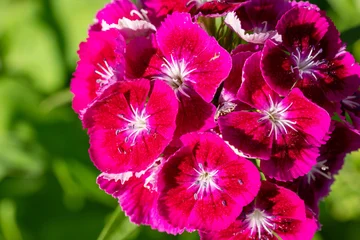 Fototapeten Pink Bright pink Dianthus flowers in full bloom against a green background, close-up view  © Aleksej