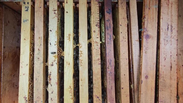 A fascinating top-down view inside a traditional wooden beehive, where hundreds of honey bees are seen actively working on the frames and fresh honeycomb, demonstrating the vibrant life of a bee