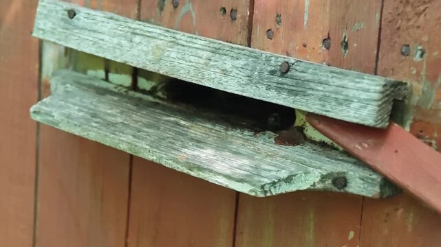 Observe the intricate dance of nature as numerous honey bees busily enter and exit a rustic wooden beehive opening, bringing in vital resources and contributing to the thriving ecosystem and sweet