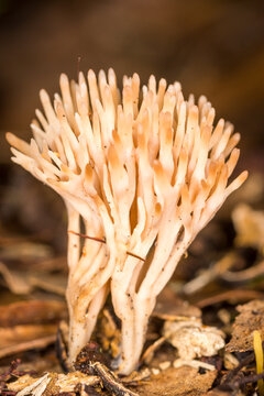 Close up of a coral fungi, Ramaria ambigua, on forest floor