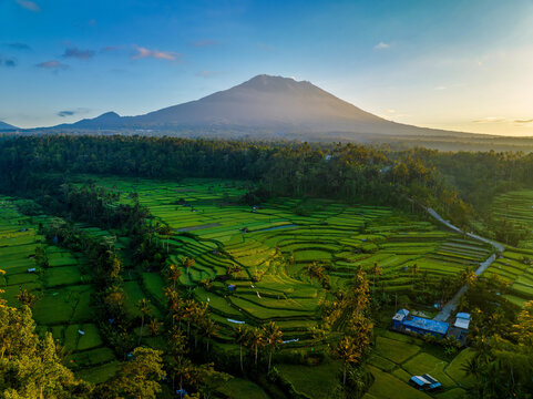 Green rice terraces with volcanic mountain during golden hour in Indonesia