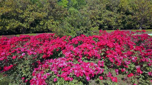 Floral explosion in the Retiro Park in Madrid in the flat spring of a sunny day.