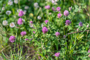 Obraz premium Field of pink clover blooms in green grass