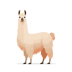 Fototapeta premium 2D minimalist flat vector of a Llama, contemporary clean design isolated on white.