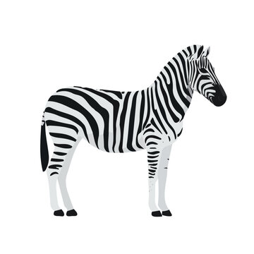 Zebra &mdash; flat 2D vector artwork created in a clean, modern, and minimal style on white background.