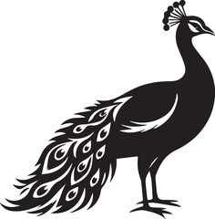 Fototapeta premium Graceful peacock with long tail feathers vector illustration, representing elegant bird in black and white silhouette.