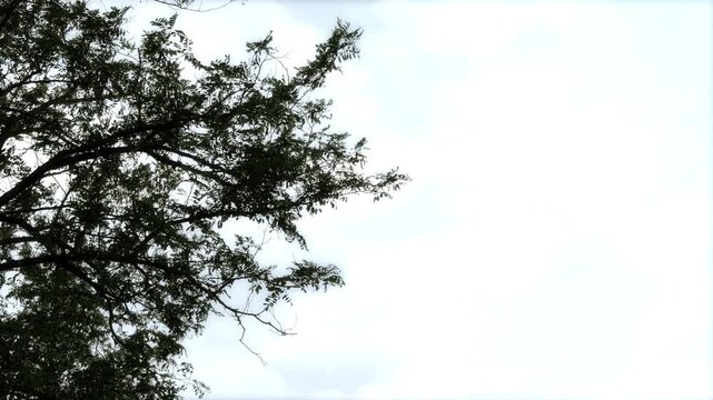 Minimalist natural background texture featuring green foliage and branches framing an empty white cloud space