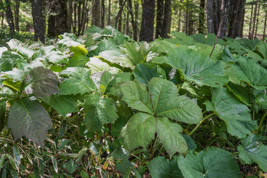 ヤグルマソウ（Rodgersia podophylla）／5枚の小葉からなる大きな葉【ユキノシタ科】長野県伊那市の入笠山・6月