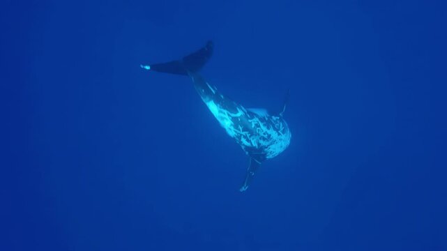 Majestic humpback whale gracefully swims through deep blue ocean waters