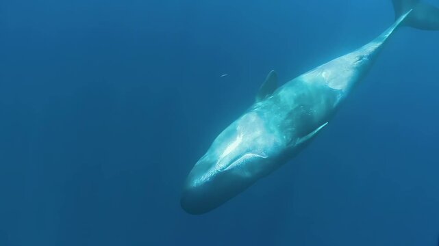 Majestic sperm whale glides through deep blue ocean waters