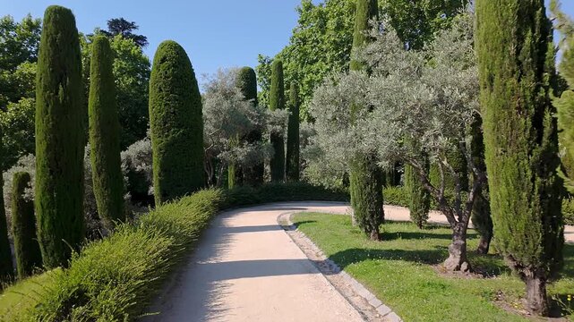 Path among perfectly pruned cypresses with elegant shapes in the Retiro Park, Madrid.
