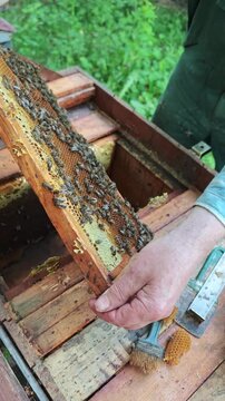 A dedicated beekeeper meticulously examines a honey-filled frame teeming with active bees within a traditional wooden beehive, utilizing specialized beekeeping tools for thorough hive maintenance and