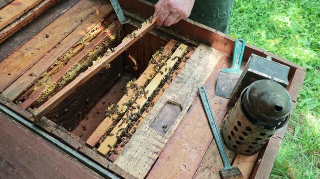 A dedicated beekeeper, in protective gloves, meticulously inspects a traditional wooden beehive, lifting a frame full of active honeybees and golden honeycomb, checking colony vitality and honey yield