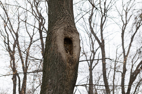 A hollow tree trunk stands in an autumn forest, forming a natural den or nesting site for woodland wildlife within a rugged wooden bark texture, evoking wilderness and quiet nature
