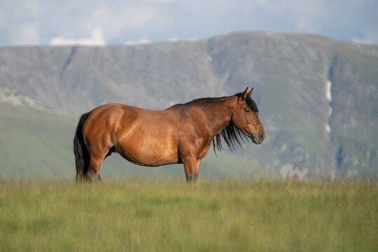 Photo of a horse on m. Mic, Romania, during summer