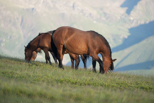 Photo of two horses grazing on m. Mic, Romania, during summer