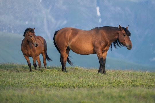 Photo of a horse and a foal on m. Mic, Romania, during summer