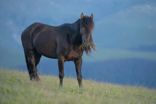 Photo of a black horse grazing on m. Mic, Romania in summer