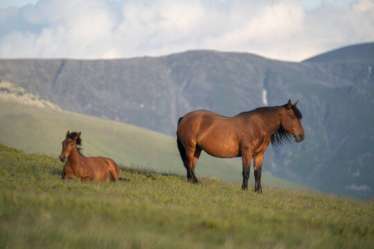 Photo of a horse and a foal on m. Mic, Romania, during summer