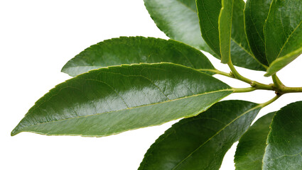 Fototapeta premium Isolated fresh vibrant green leaves on a branch, healthy natural glossy plant foliage close-up