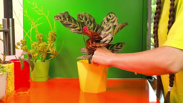 Checking soil moisture by hand in houseplant pot