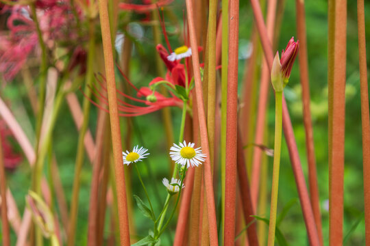 Small white daisy fleabane wild flower blooming between the tall red stems of spider lilies in autumn