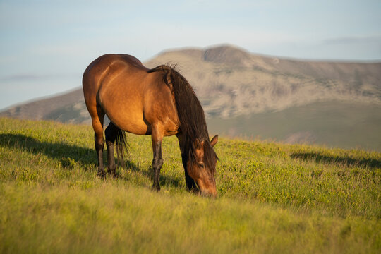Photo of a brown horse, grazing on m. Mic, Romania during summer
