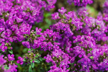 Obraz premium Close-up of vibrant purple thyme flowers in full bloom