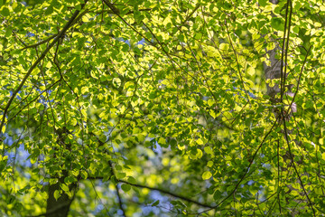 Fototapeta premium Dense sunlit green leaves on overhanging tree branches