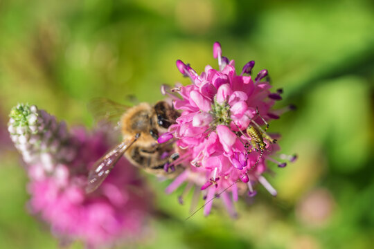 Bee collecting nectar on pink wildflower in sunlit garden