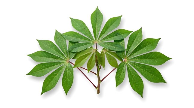 Fresh green cassava leaves isolated on a white background.