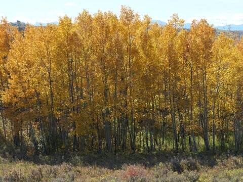 Golden Autumn Aspen Grove in Glenbow Ranch Provincial Park, Alberta, Canada