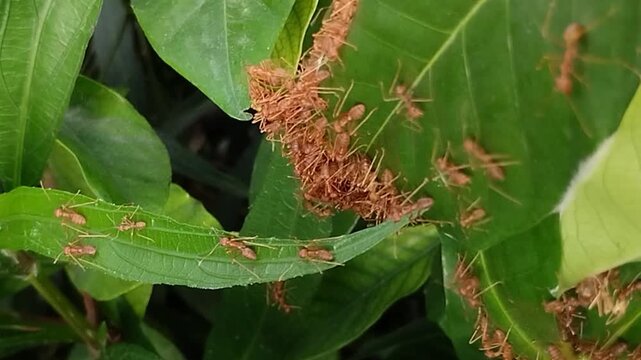 Weaver ants (Oecophylla smaragdina) building a nest on leaves