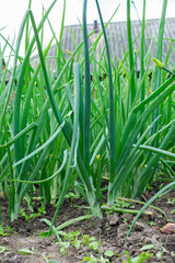 Fototapeta premium Fresh green onions stand tall in an organic garden, receiving sunlight during the summer harvest. The scene shows a vibrant growth full of life and healthy produce